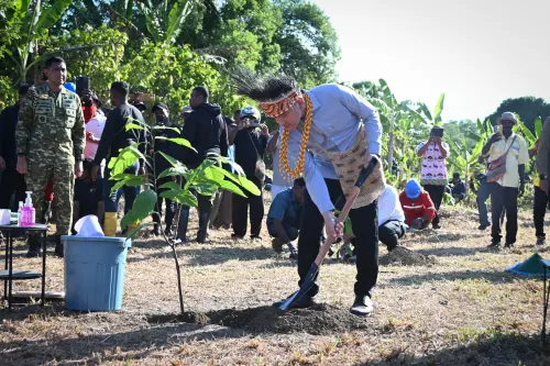 Wapres Tanam Bibit Kakao di Manokwari Selatan, Dorong Papua Barat Sentra Nasional