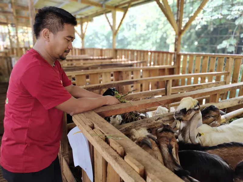 Begini, Usaha Juragan Kambing Muksin Al Fahri