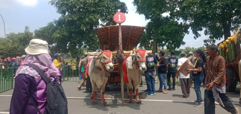 Parade Cikar Sepanjang 2,5 Kilometer, Muncul Di Simpang Lima Gumul