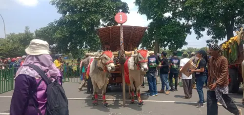Parade Cikar Sepanjang 2,5 Kilometer, Muncul Di Simpang Lima Gumul