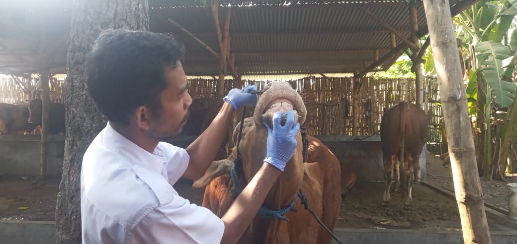 DKPP Kota Kediri Cek Kesehatan Hewan Kurban Jelang Idul Adha