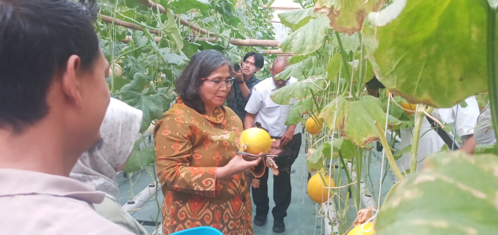 Pj Walikota Kediri Panen Melon, Hidroponik Solusi Bercocok Tanam