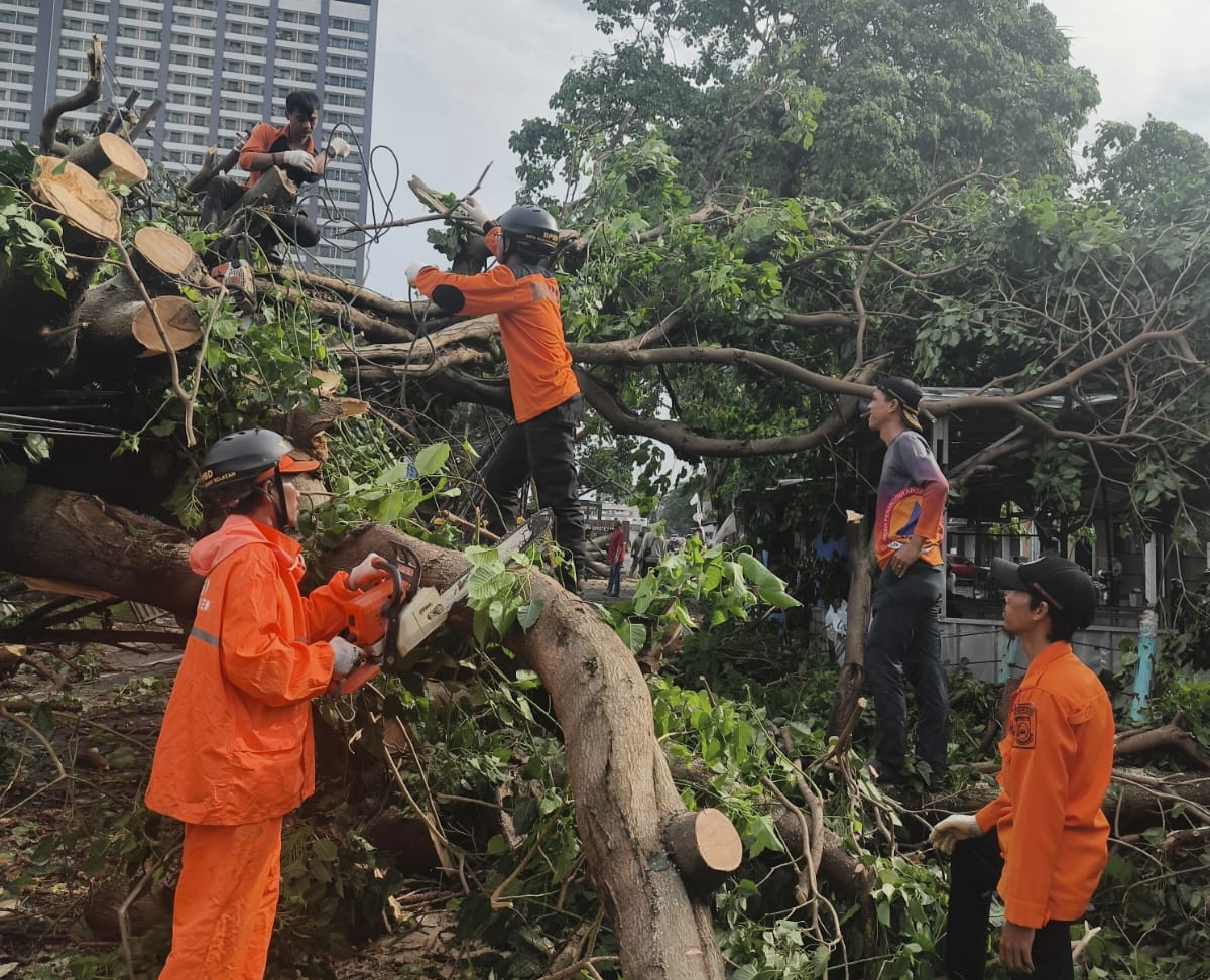Hujan Lebat, Sejumlah Pohon Tumbang Tutup Akses Jalan di Tangsel